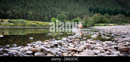 Strathconon Forest, Muir of Ord, Inverness-Shire, Schottland, Großbritannien 25/09/19. 2 Hunde spielen am Strand an der Meig. Miur von Ord to Scardroy Stockfoto