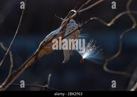 Nahaufnahme eines an einem Ast hängenden Milkweed (Asclepias syriaca) Samen Stockfoto