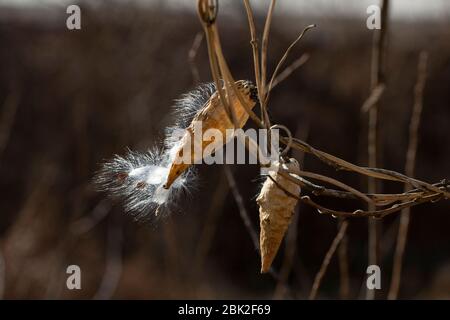 Milk-Weed (Asclepias syriaca) Samen, die an einem Zweig hängen Stockfoto