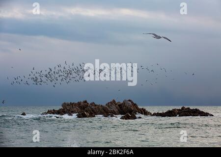 Viele Möwen fliegen auf Munmudaewangam, Gyeongju, Korea Stockfoto