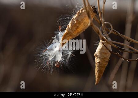 Milk-Weed (Asclepias syriaca) Samen, die an einem Zweig hängen Stockfoto