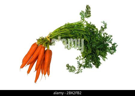 Bund von orange und grün rohen Karotten auf weißem Hintergrund Stockfoto