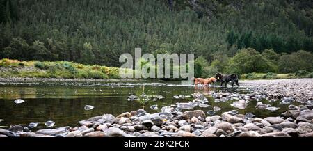 Strathconon Forest, Muir of Ord, Inverness-Shire, Schottland, Großbritannien 25/09/19. 2 Hunde spielen am Strand an der Meig. Miur von Ord to Scardroy Stockfoto