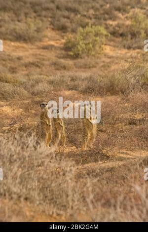 Erdmännchen - Suricata Suricatta; Gruppe von Erdmännchen durch ihren Bau in der Morgendämmerung; Oudsthoorn, der Karoo, Südafrika Stockfoto