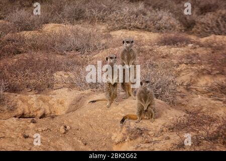 Erdmännchen - Suricata Suricatta; Gruppe von Erdmännchen durch ihren Bau in der Morgendämmerung; Oudsthoorn, der Karoo, Südafrika Stockfoto