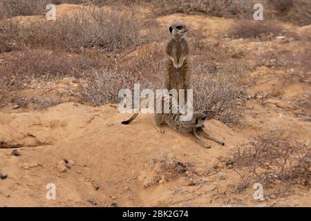Erdmännchen - Suricata Suricatta; Gruppe von Erdmännchen durch ihren Bau in der Morgendämmerung; Oudsthoorn, der Karoo, Südafrika Stockfoto