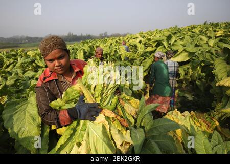 Tabakfelder in Bandarban, Bangladesch, am 2. März 2020. Insgesamt 2154 Hektar Land, das in der Saison 2020 in der hügeligen Region von Bangladesch für die Tabakbeschichtung genutzt wurde. Die Tabakernte nimmt im ganzen Land von Tag zu Tag erheblich zu. Stockfoto