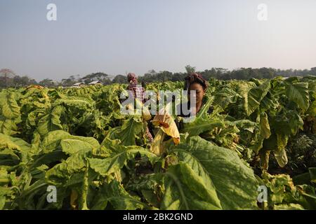 Tabakfelder in Bandarban, Bangladesch, am 2. März 2020. Insgesamt 2154 Hektar Land, das in der Saison 2020 in der hügeligen Region von Bangladesch für die Tabakbeschichtung genutzt wurde. Die Tabakernte nimmt im ganzen Land von Tag zu Tag erheblich zu. Stockfoto