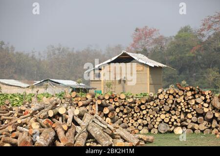 Tabakfelder in Bandarban, Bangladesch, am 2. März 2020. Insgesamt 2154 Hektar Land, das in der Saison 2020 in der hügeligen Region von Bangladesch für die Tabakbeschichtung genutzt wurde. Die Tabakernte nimmt im ganzen Land von Tag zu Tag erheblich zu. Stockfoto