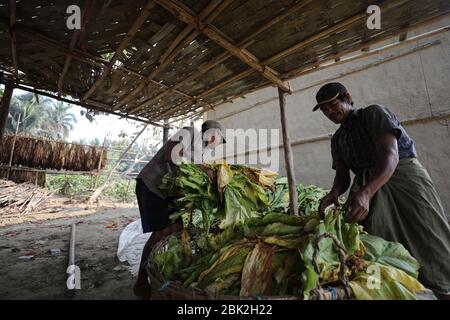 Die Arbeit für die Verarbeitung von Tabakblättern, die am 2. März 2020 in Bandarban, Bangladesch, weniger als 4 US-Dollar pro Tag verdienen. Insgesamt 2154 Hektar Land, das in der Saison 2020 in der hügeligen Region von Bangladesch für die Tabakbeschichtung genutzt wurde. Die Tabakernte nimmt im ganzen Land von Tag zu Tag erheblich zu. Stockfoto