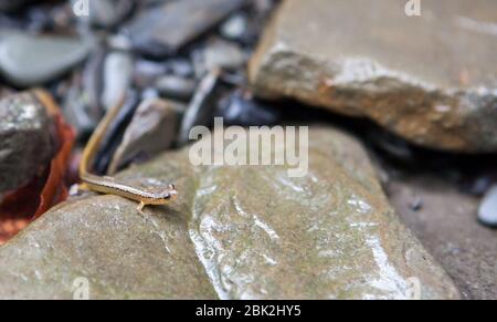 Ein südlicher zweigesäumter Salamander (Eurycea cirrigera) kriecht in einem Flussbett in Ithaca, NY, USA über einen nassen Felsen Stockfoto