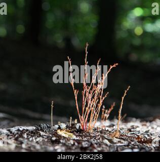 Die parasitäre Pflanze Epifagus virginiana wächst aus den Wurzeln einer Buche im Hammond Hill State Forest, Dryden, NY, USA Stockfoto