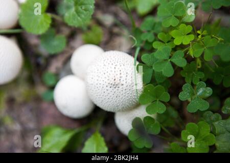 Gewöhnliche Kugelpilze (Lycoperdon perlatum) wachsen neben Klee (Oxalis) auf einem Waldboden im Hammond Hill State Forest in Dryden, NY, USA Stockfoto