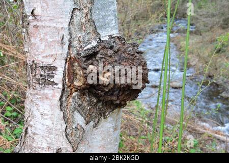 Inonotus obliques oder Chaga Pilz in natürlichen Lebensraum, auf einer Birke in der Nähe von Bergbach, heilend und hoch in der alternativen Medizin angesehen, es Stockfoto