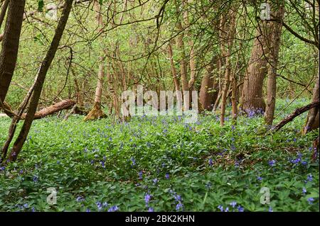 Bluebells im späten Frühjahr in Brampton Woods, Kettering, Northamptonshire Stockfoto