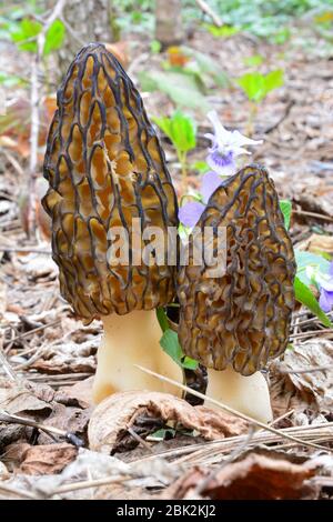 Zwei schöne Exemplare von Morchella conica oder Schwarzmorellpilzen nebeneinander, in natürlichem Lebensraum im frühen Frühjahr inmitten der Frühlingsvegetation Stockfoto