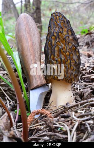 Großes, gesundes Exemplar von Morchella conica oder Schwarzmorel im Vergleich zu handgeschmiedten Pilzmessern, vor dem Aufnehmen Stockfoto