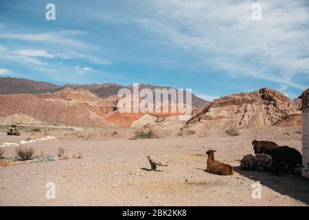 Lamas ruhen, Jujuy Argentinien Stockfoto