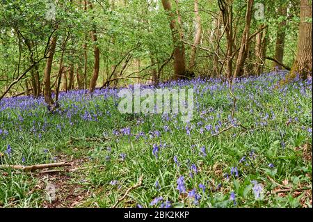 Bluebells im späten Frühjahr in Brampton Woods, Kettering, Northamptonshire Stockfoto