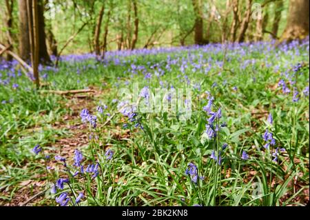 Bluebells im späten Frühjahr in Brampton Woods, Kettering, Northamptonshire Stockfoto