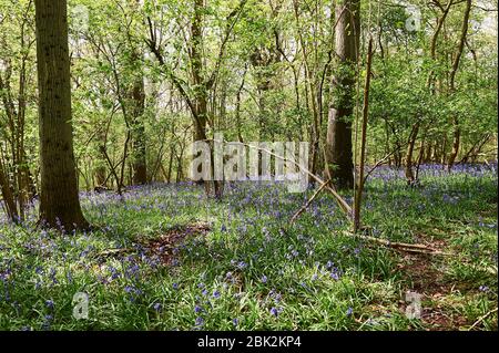 Bluebells im späten Frühjahr in Brampton Woods, Kettering, Northamptonshire Stockfoto