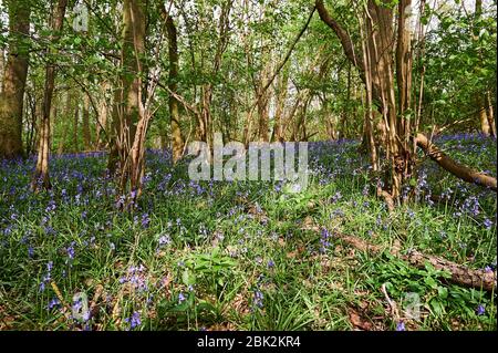 Bluebells im späten Frühjahr in Brampton Woods, Kettering, Northamptonshire Stockfoto