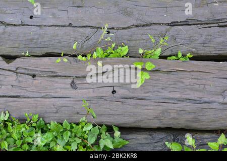 Abstrakt dunklen Holzhintergrund, alte, nasse Eisenbahnschwellen und feuchte Frühlingsvegetation Stockfoto