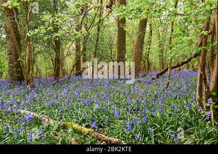 Bluebells im späten Frühjahr in Brampton Woods, Kettering, Northamptonshire Stockfoto