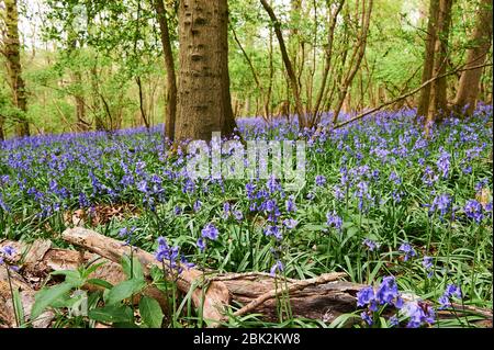 Bluebells im späten Frühjahr in Brampton Woods, Kettering, Northamptonshire Stockfoto