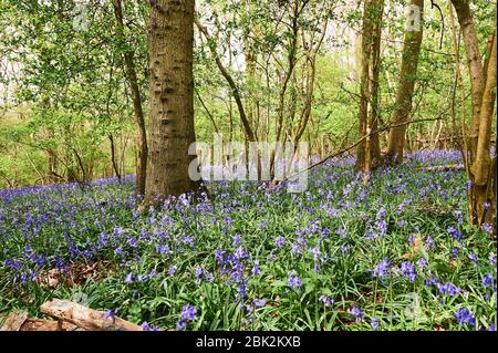 Bluebells im späten Frühjahr in Brampton Woods, Kettering, Northamptonshire Stockfoto