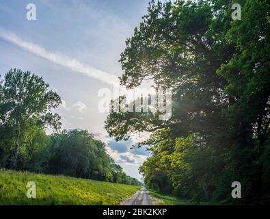 Nationalpark Donauauen, Donau-Auen Nationalpark: Damm Hubertusdamm, in Donau, Niederösterreich, Niederösterreich, Österreich Stockfoto