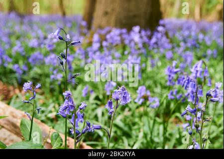 Bluebells im späten Frühjahr in Brampton Woods, Kettering, Northamptonshire Stockfoto