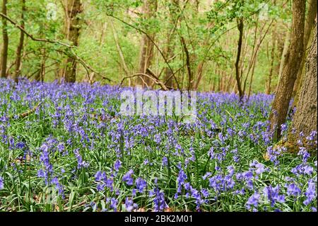 Bluebells im späten Frühjahr in Brampton Woods, Kettering, Northamptonshire Stockfoto