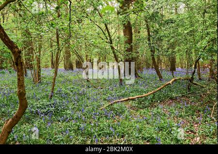 Bluebells im späten Frühjahr in Brampton Woods, Kettering, Northamptonshire Stockfoto