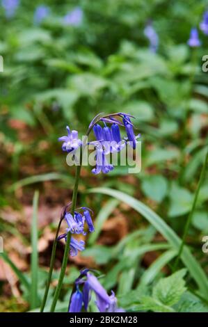 Bluebells im späten Frühjahr in Brampton Woods, Kettering, Northamptonshire Stockfoto