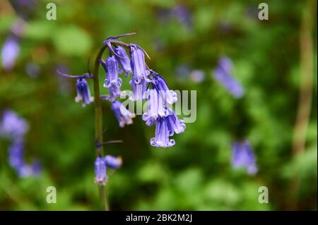 Bluebells im späten Frühjahr in Brampton Woods, Kettering, Northamptonshire Stockfoto