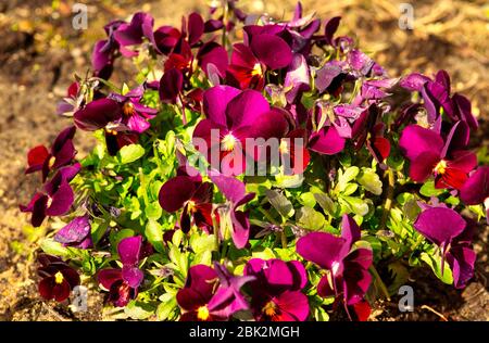 Blick aus der Nähe auf eine Klumpen von frischen, blühenden Blumen der Gartenpensy (Viola wittrockiana Gams).Blick von oben. Polen im Frühjahr Stockfoto