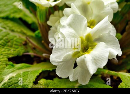 Nahaufnahme einer weißen Petunia (Petunia juss) Blume, die im Garten wächst. Frühling in Polen.Horizontale Ansicht. Stockfoto