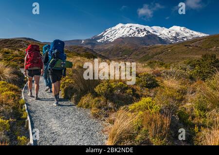 Mount Ruapehu, Wanderer auf Tongariro Northern Circuit Trail, Tongariro National Park, Manawatu-Wanganui Region, Nordinsel, Neuseeland Stockfoto