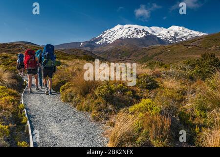 Mount Ruapehu, Wanderer auf Tongariro Northern Circuit Trail, Tongariro National Park, Manawatu-Wanganui Region, Nordinsel, Neuseeland Stockfoto