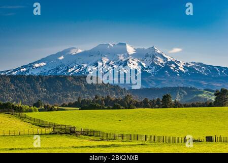 Mount Ruapehu, Central Plateau, Grasland in der Nähe von Ohakune, Tongariro National Park, Manawatu-Wanganui Region, Nordinsel, Neuseeland Stockfoto