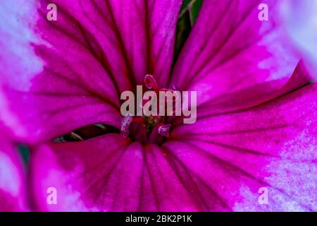 Detailliertes Makrobild der Pistillen, Staubgefäße und Anther einer magentafarbenen Geranienblume Stockfoto