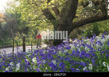 Radfahrer auf einer Spring Cornish Spur mit einem Rand von Blaubellen und drei-genackte Lauch Stockfoto