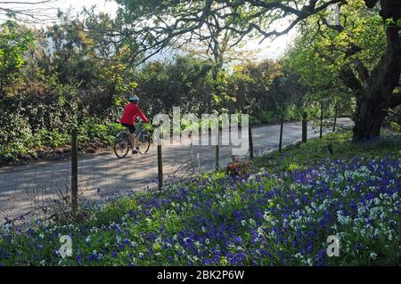 Radfahrer auf einer Spring Cornish Spur mit einem Rand von Blaubellen und drei-genackte Lauch Stockfoto