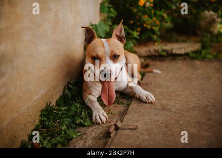 Schöne braune Hunderasse American Staffordshire Terrier mit Zunge aus Stockfoto