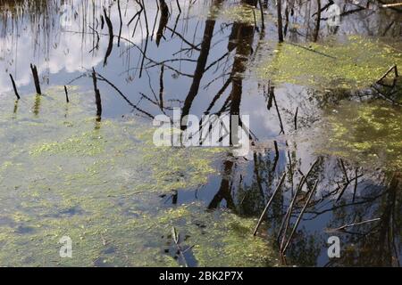 Moorsee im Weidmoos Moorland, einem österreichischen Naturschutzgebiet. Oberösterreich, Europa. Stockfoto