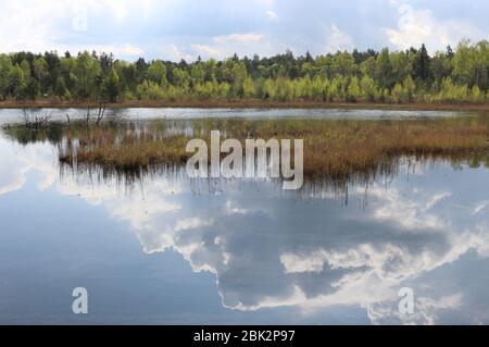 Moorsee im Weidmoos Moorland, einem österreichischen Naturschutzgebiet. Oberösterreich, Europa. Stockfoto