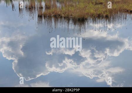 Moorsee im Weidmoos Moorland, einem österreichischen Naturschutzgebiet. Oberösterreich, Europa. Stockfoto