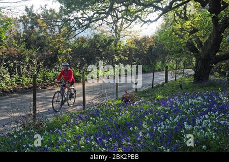 Radfahrer auf einer Spring Cornish Spur mit einem Rand von Blaubellen und drei-genackte Lauch Stockfoto