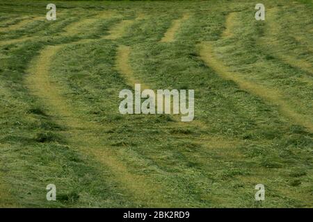 Reihen von neuem gemähter Gras auf der Wiese Stockfoto